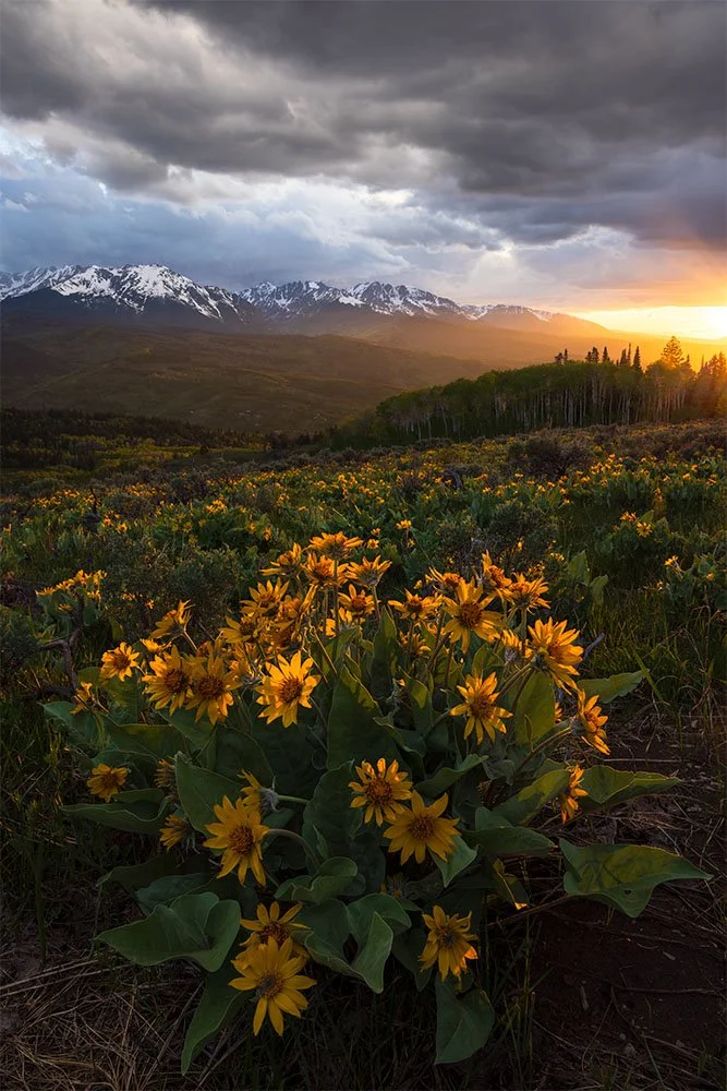 Summit County Sunflowers