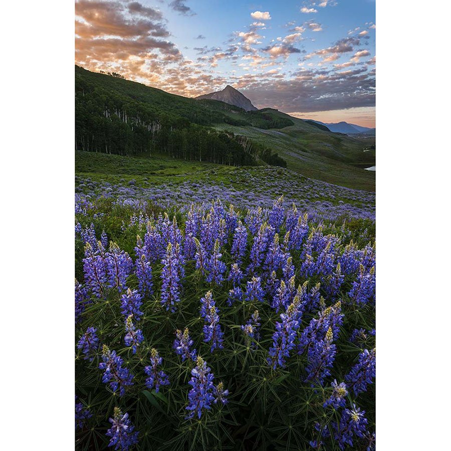 A vibrant alpine meadow filled with blooming lupine wildflowers beneath Mt. Crested Butte in Colorado.