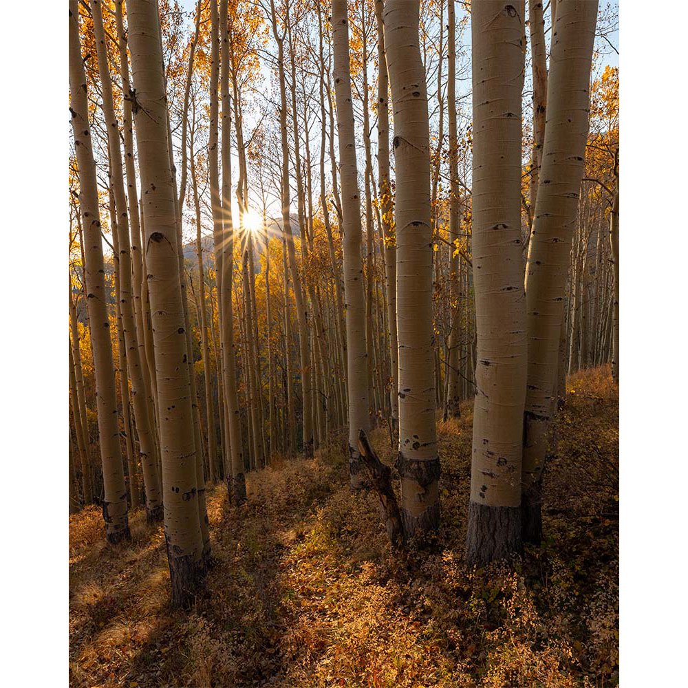 Late autumn sunlight shines through golden aspen trees in the San Juan Mountains near Telluride, Colorado, as winter approaches.