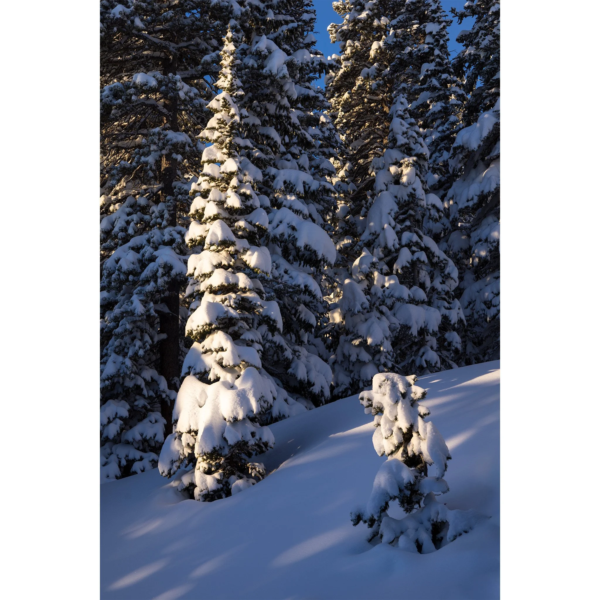 Morning sunlight on a snow-covered spruce in a shadowed winter forest, Indian Peaks Wilderness, Colorado.