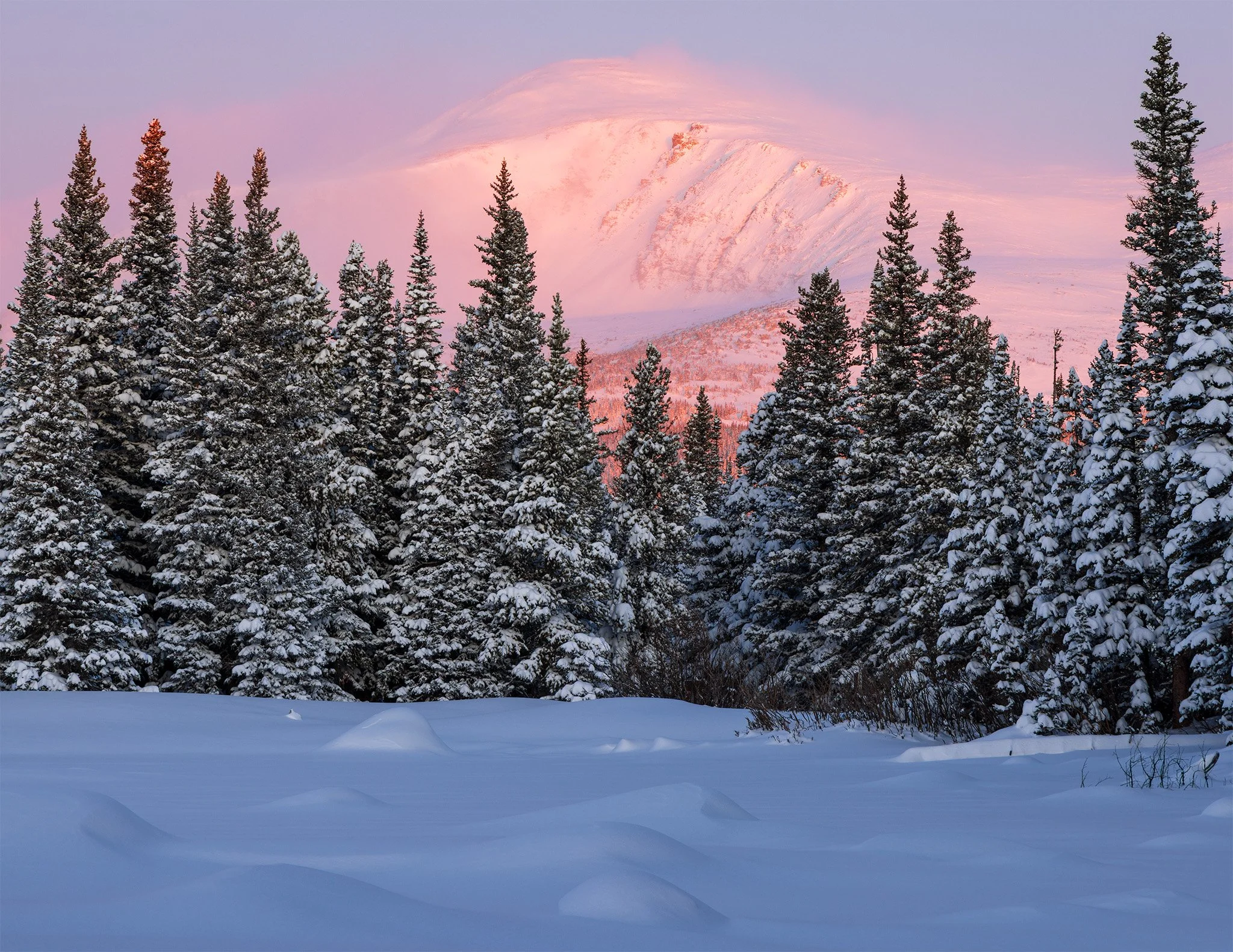 Pink alpenglow on a snow-covered peak above snow-laden spruce at dawn, Indian Peaks Wilderness, Colorado.