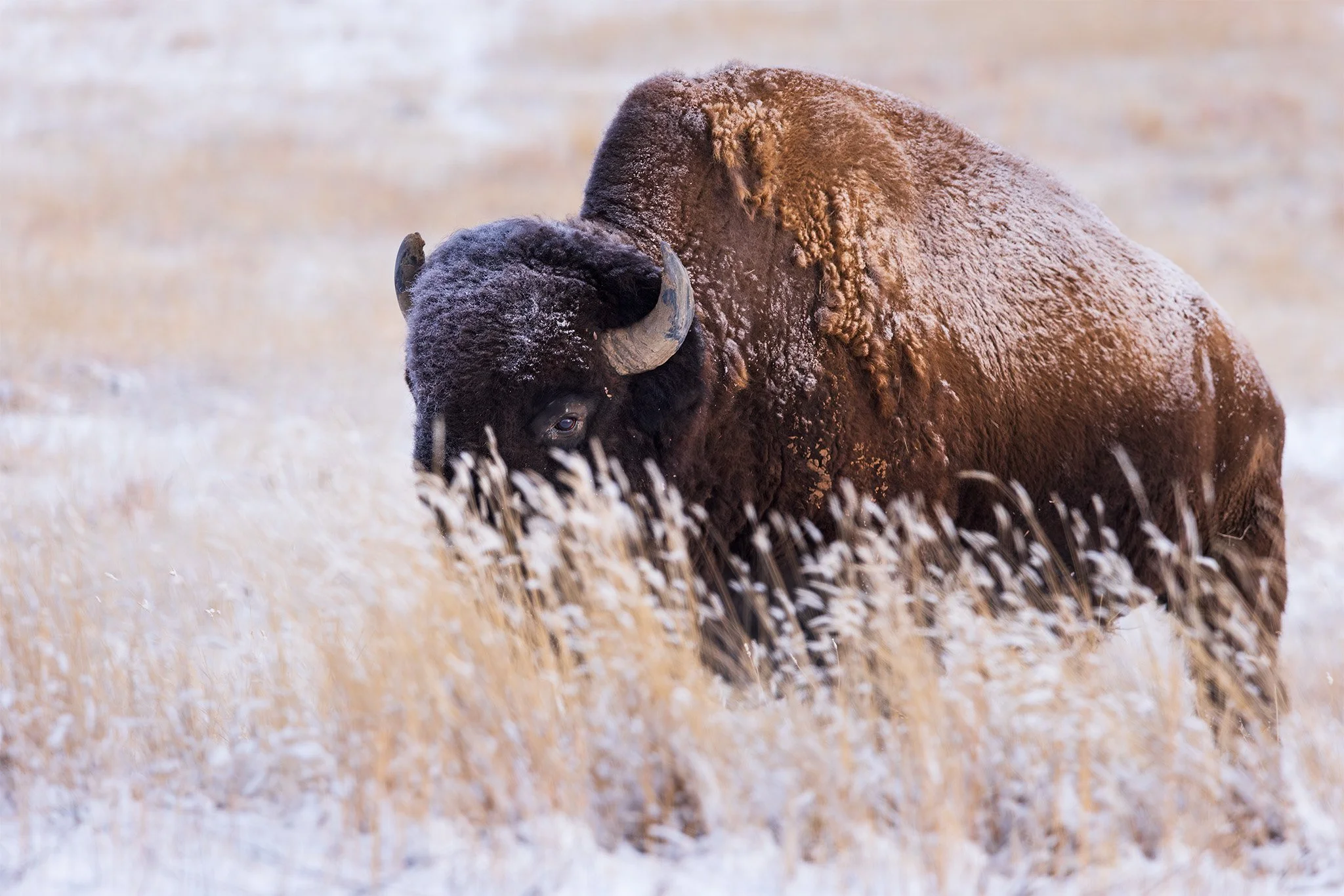 Bison in Snow 2