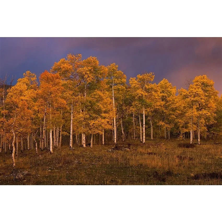 Colorado-Fall-Color-Fine-Art-Prints.jpg