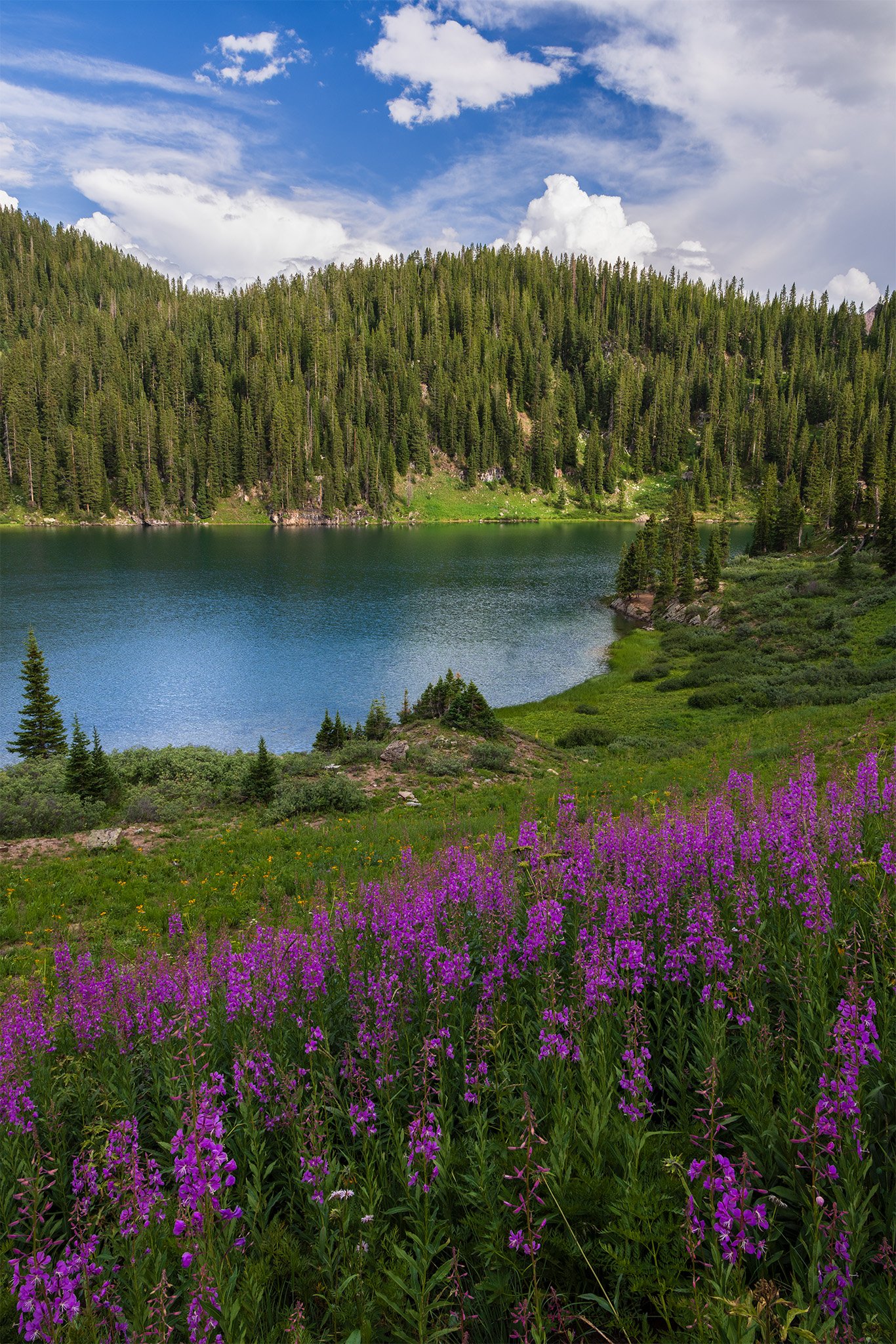 Purple fireweed blooming along the shore of a forested alpine lake in summer, Colorado.