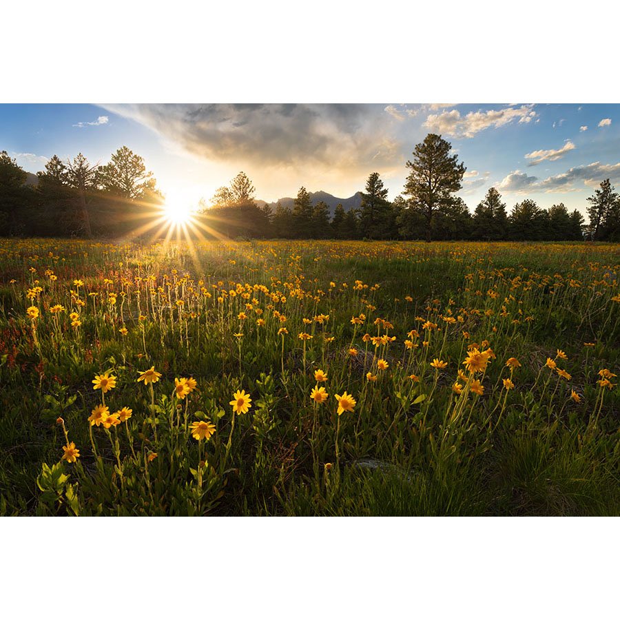 A field of yellow wildflowers at sunset with Rocky Mountain peaks and pine trees in the distance.