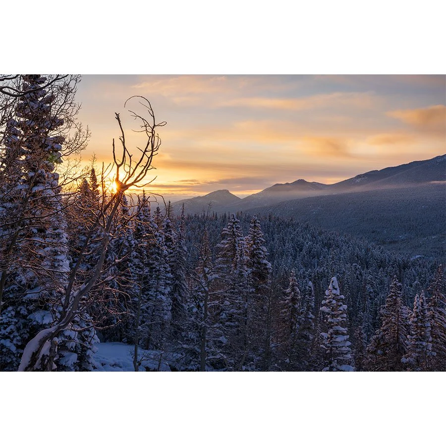 Golden sunrise light filtering through snow-covered trees in Rocky Mountain National Park, with distant peaks glowing under a winter sky.
