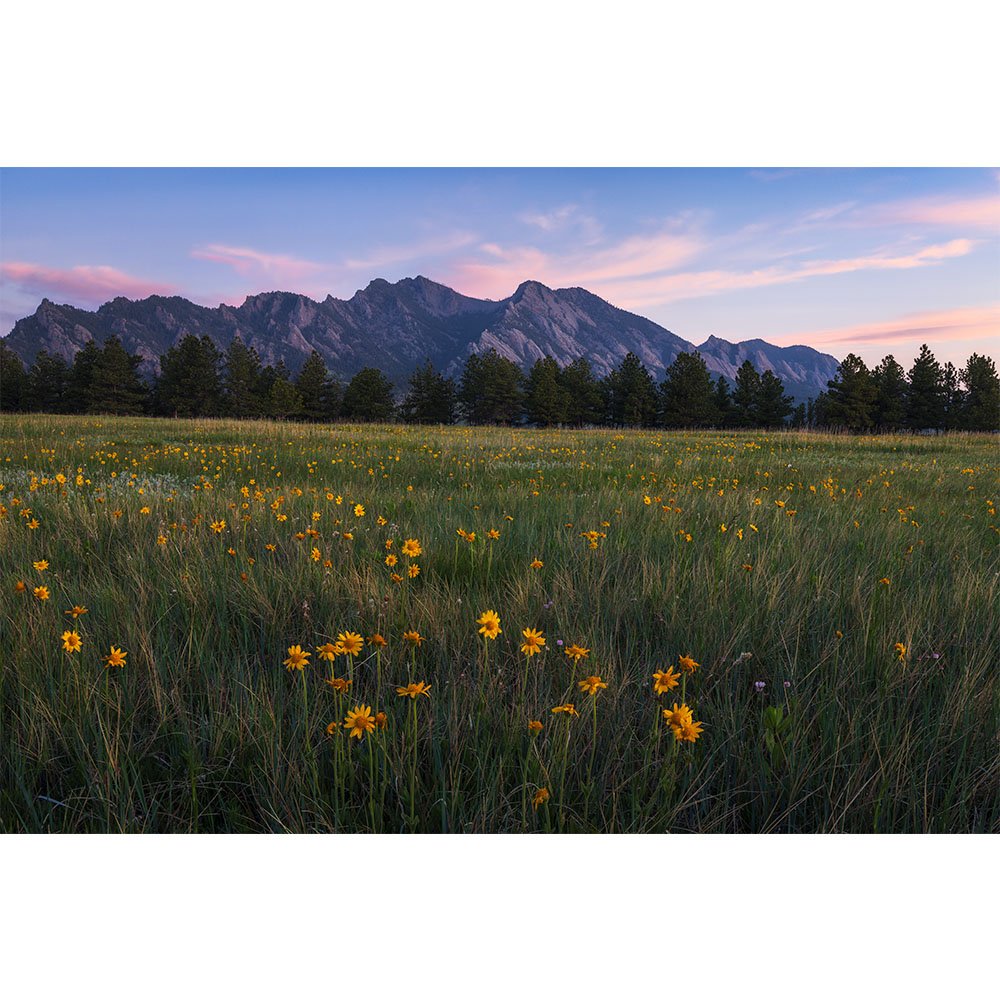 Golden wildflowers blooming in a grassy meadow at sunrise with the Flatirons mountain range in the background near Boulder, Colorado