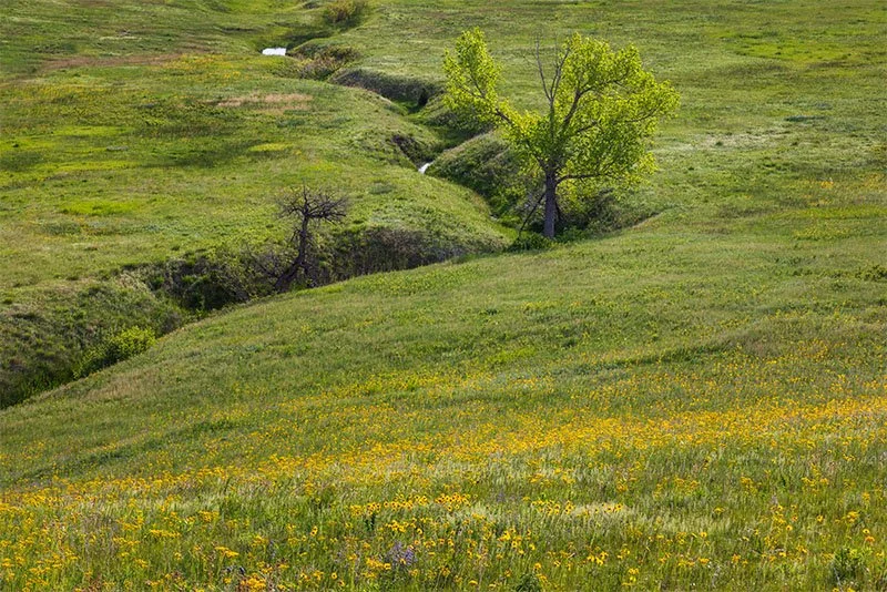 Spring Green Foothills
