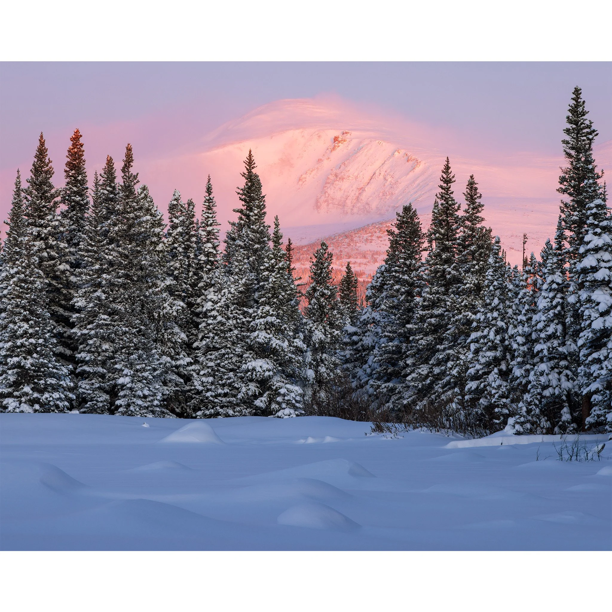 Pink sunrise light on the Continental Divide above snow-covered spruce at Red Rock Lake, Indian Peaks, Colorado.