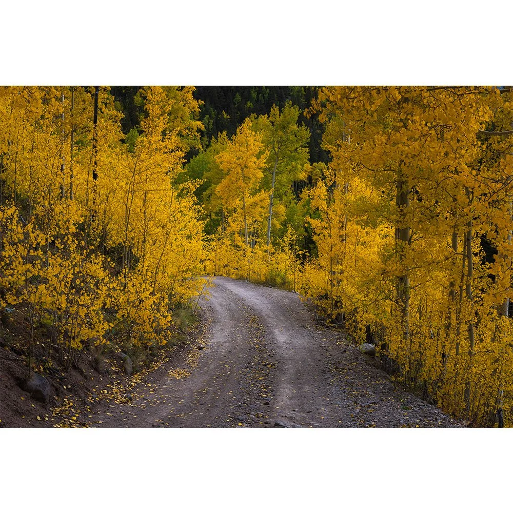 Dirt mining road winding through golden aspen trees in full autumn color in the San Juan Mountains of Colorado.
