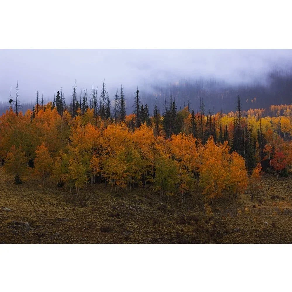 A hillside of orange and yellow aspen trees at peak fall color with pine trees and fog drifting through the forest in the San Juan Mountains of Colorado.