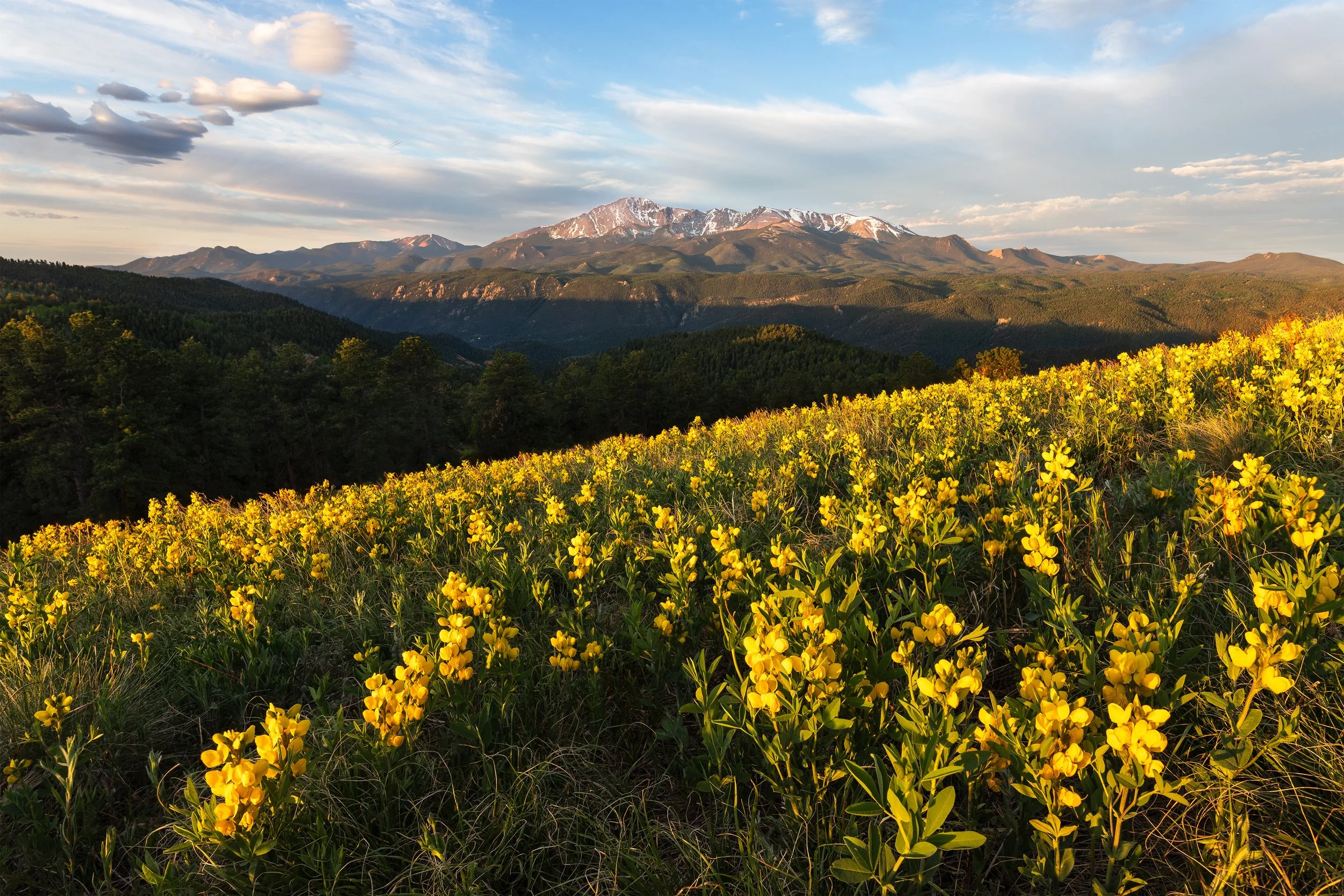 A scenic view of yellow wildflowers in the foreground, green forested mountains in the middle ground, and snow-capped mountains in the background under a partly cloudy sky.