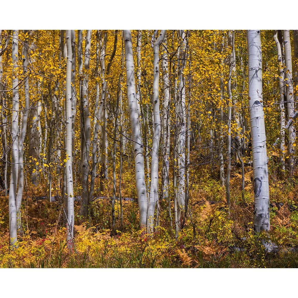 A dense grove of white-barked aspen trees with bright yellow autumn leaves and colorful grasses on the forest floor in the San Juan Mountains of Colorado.