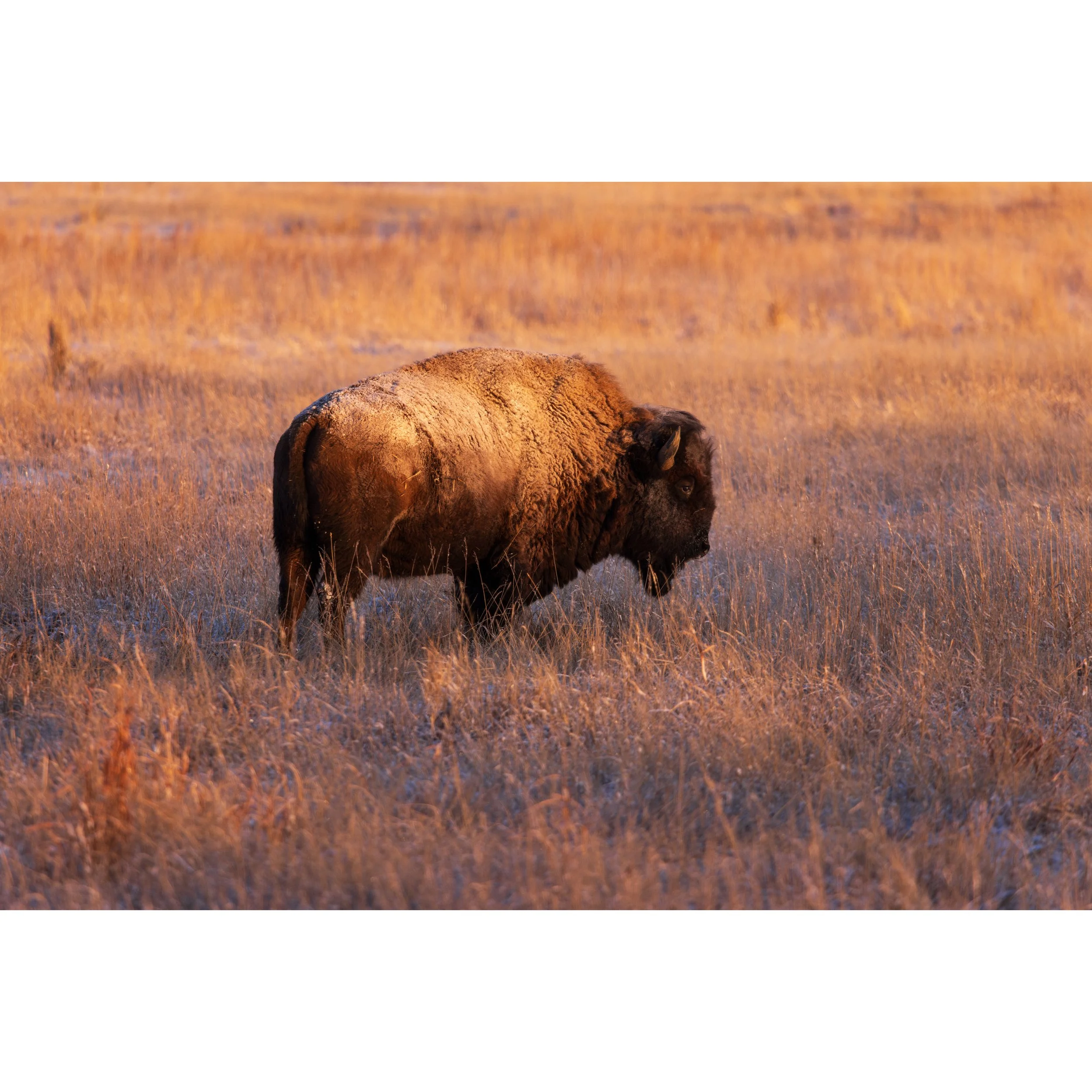 Bison walking through frosted prairie grass at sunrise, Rocky Mountain Arsenal National Wildlife Refuge, Colorado.