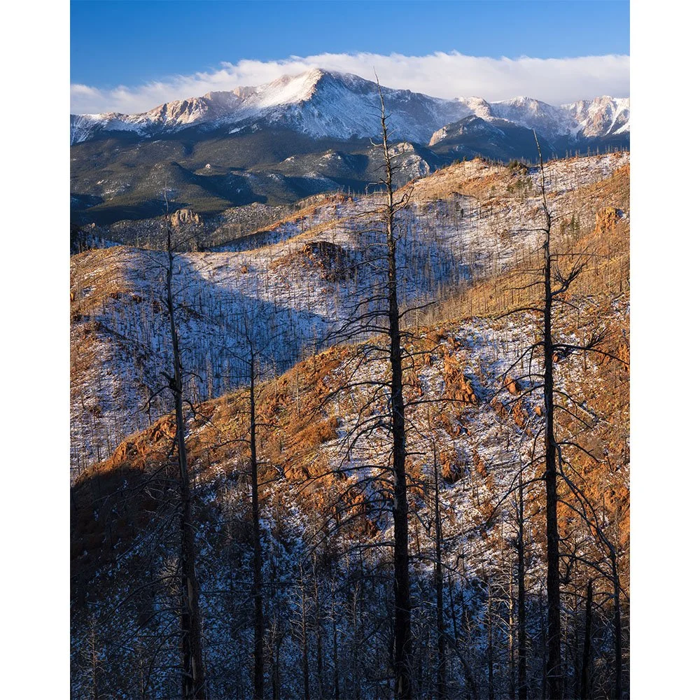 Fresh snow covers the hills of the Rampart Range with burned tree silhouettes in the foreground and Pikes Peak glowing in morning light under a clear blue November sky.