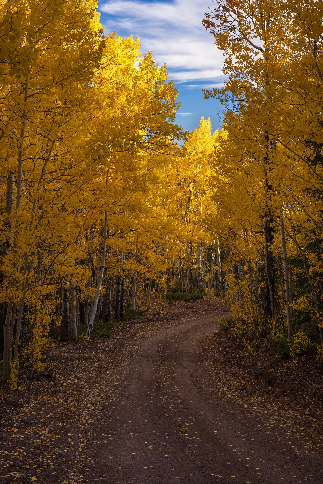 Dirt road winding through golden aspens at peak fall color, Hinsdale County, Colorado.