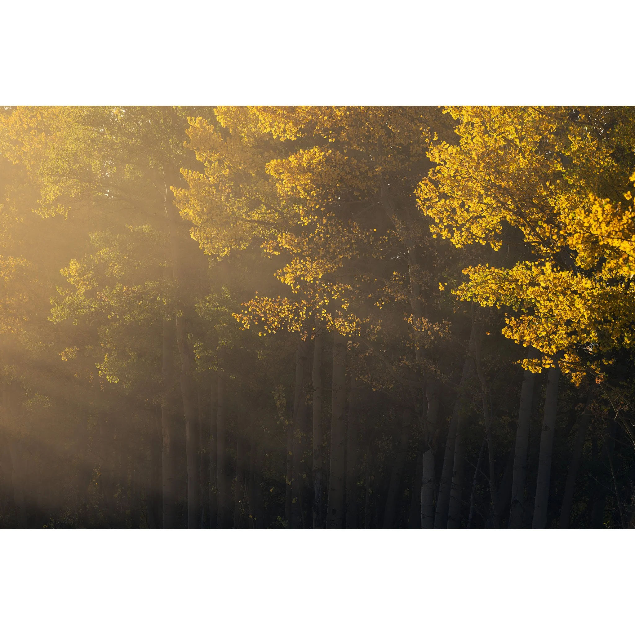 Morning sunlight streaming through mist into a grove of aspen trees in early fall, gold and green leaves above pale trunks, on Boreas Pass near Breckenridge, Colorado.