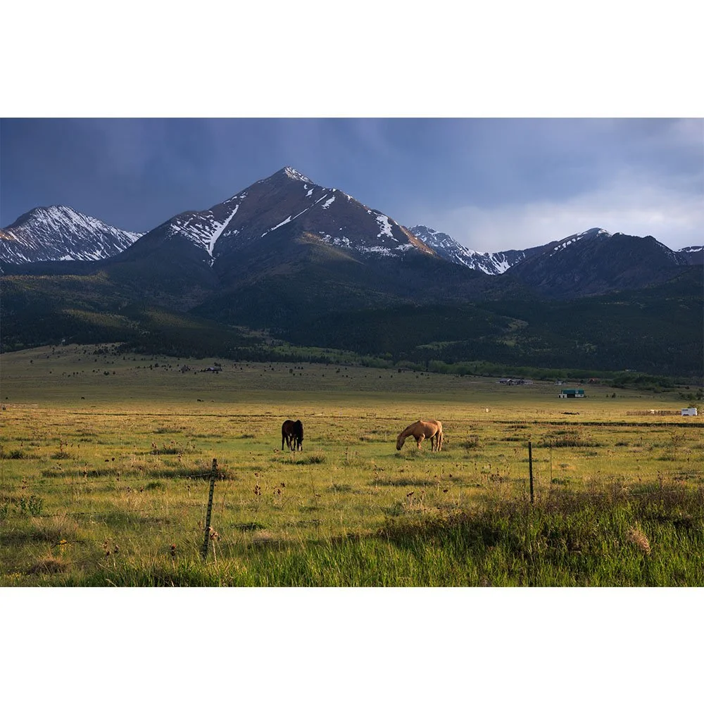 Horses Grazing near Westcliffe