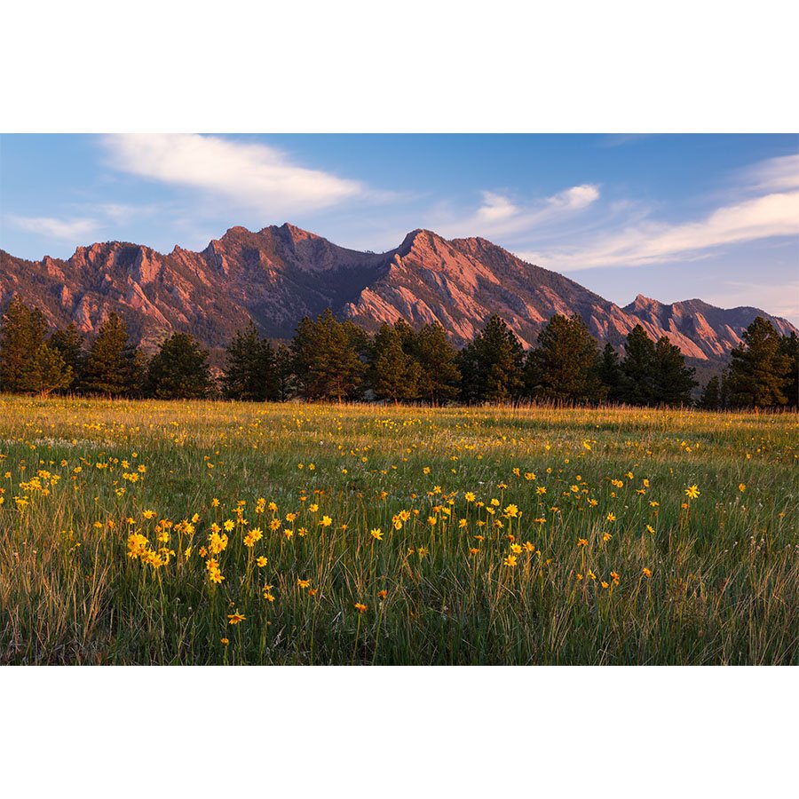 Early morning sunlight glows on the Flatirons behind a vibrant meadow of yellow wildflowers in Boulder, Colorado