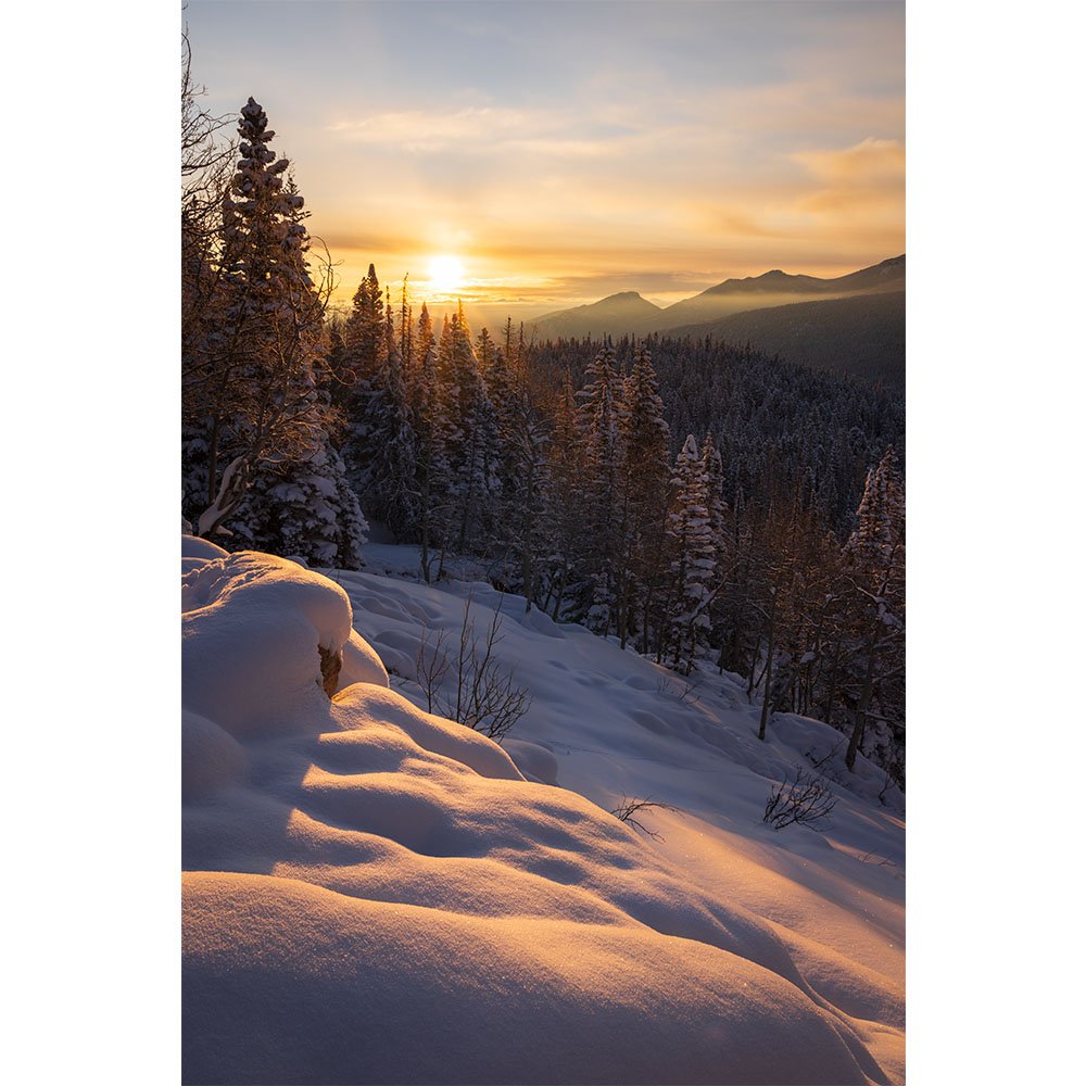 Golden sunrise light glows across untouched snowdrifts and snowy pine trees in Bear Lake area of Rocky Mountain National Park.