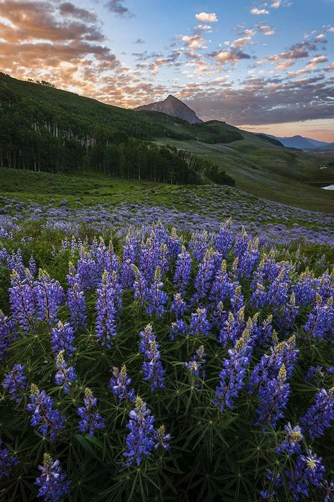 Wildflower Capital of Colorado