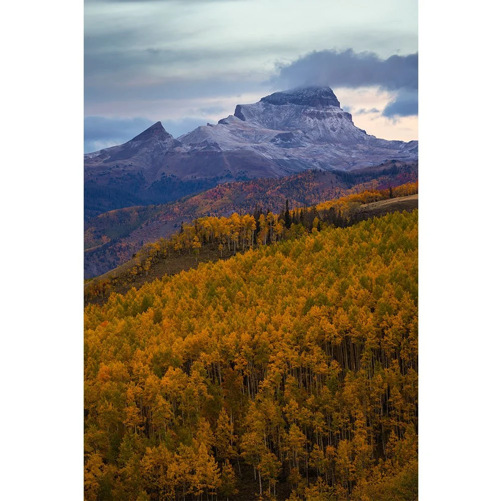 Snowy mountain peaks above a forest of fall aspen trees in Colorado