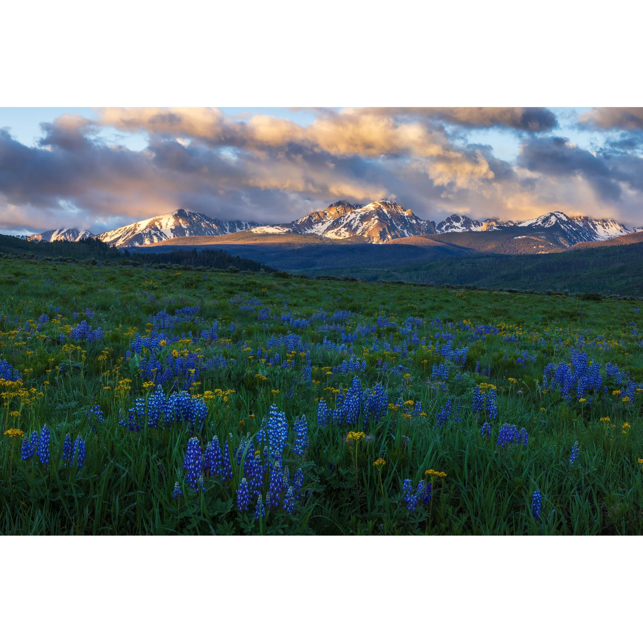 Colorado-Mountains-and-Wildflowers-Photography.jpg