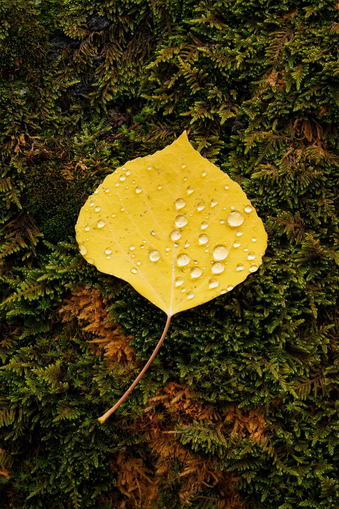 A single yellow aspen leaf covered in raindrops resting on green moss in autumn, Colorado.