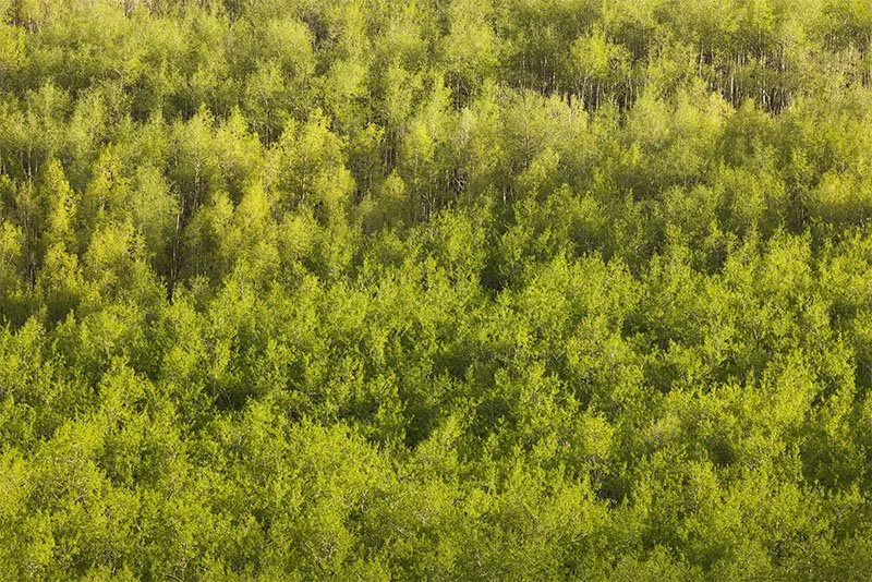 Spring Greens on Boreas Pass