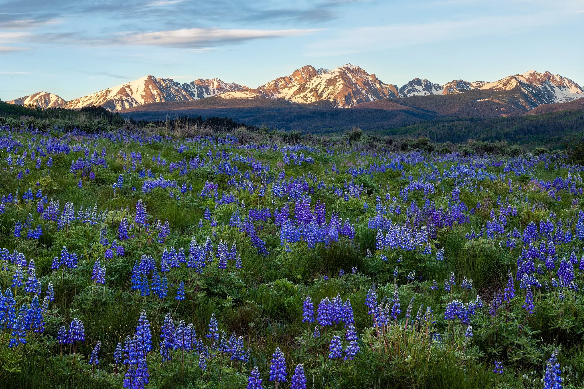 Gore Range Lupine Colorado