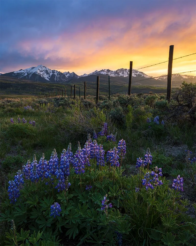 Ute Pass Wildflower Sunset