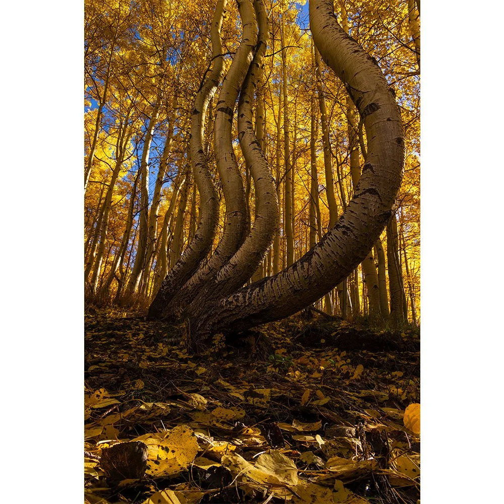 Curved and twisted aspen trunks in peak golden fall color near Telluride, Colorado, with a bright sunburst shining through the forest canopy.