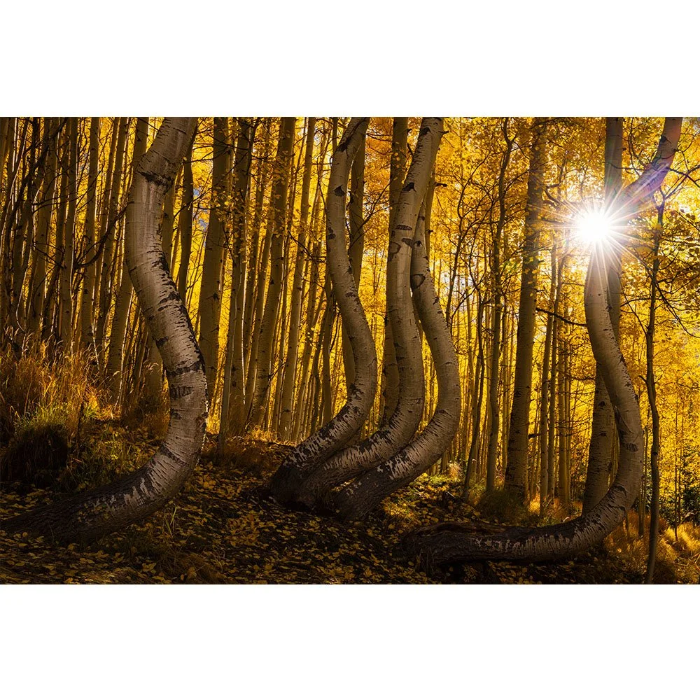 Curved and twisted aspen trunks in peak golden fall color near Telluride, Colorado, with a bright sunburst shining through the forest canopy.