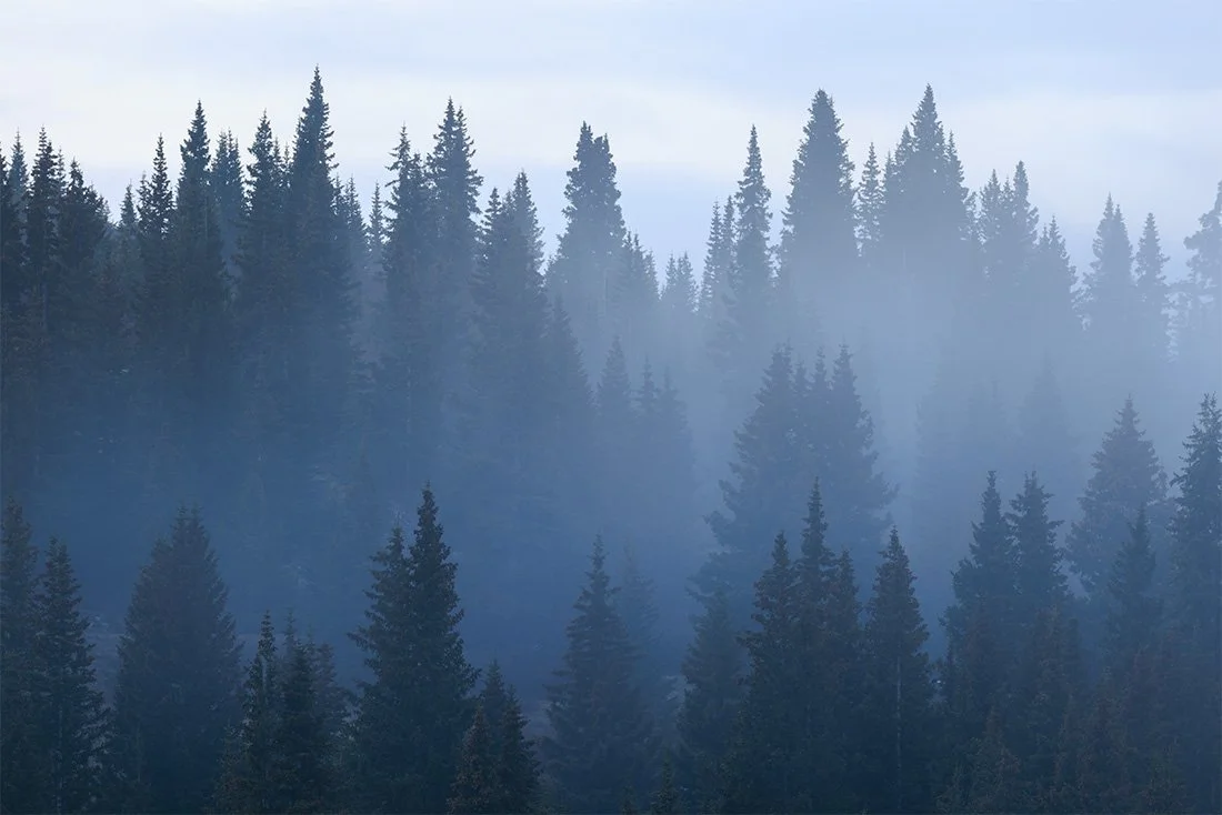Mist Over the Pines