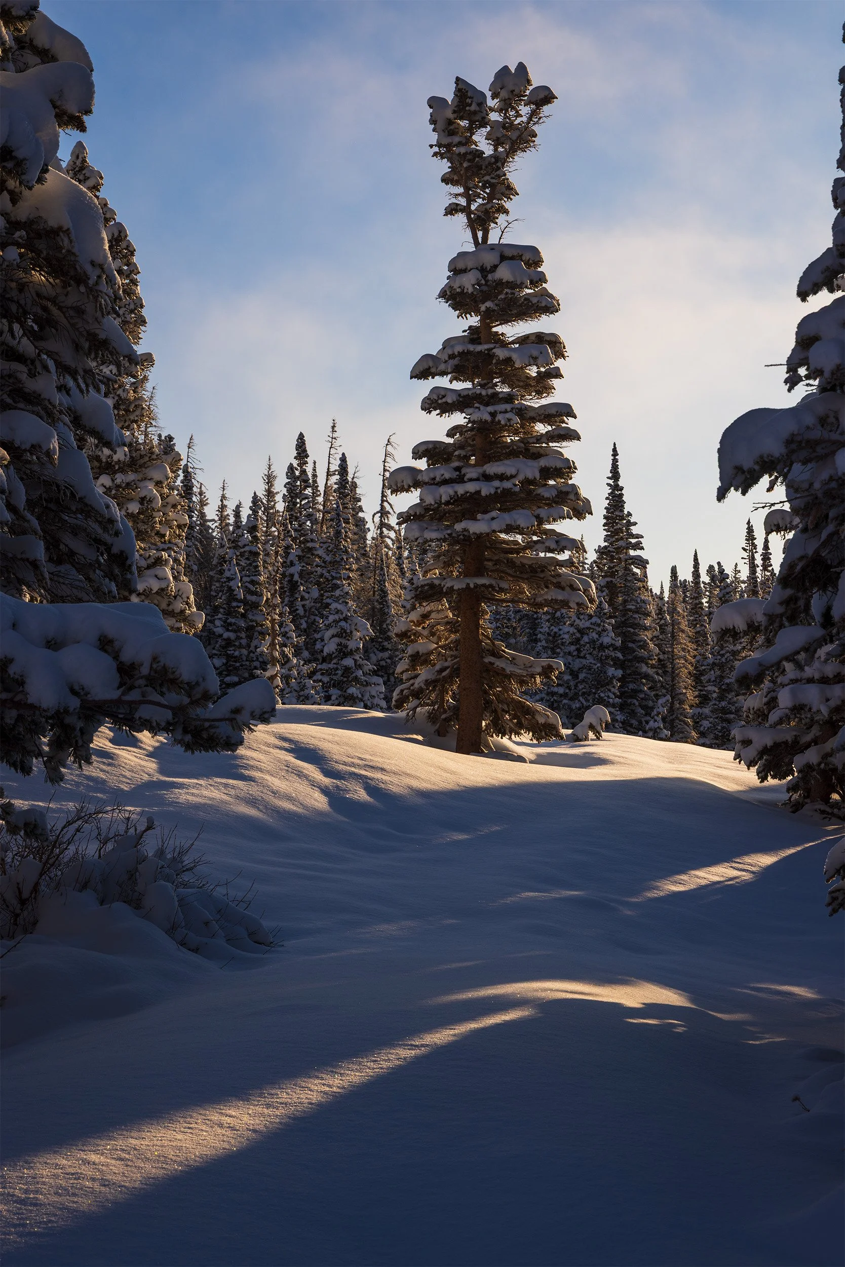 Colorado-Mountain-Snow-Forest-Photography.jpg