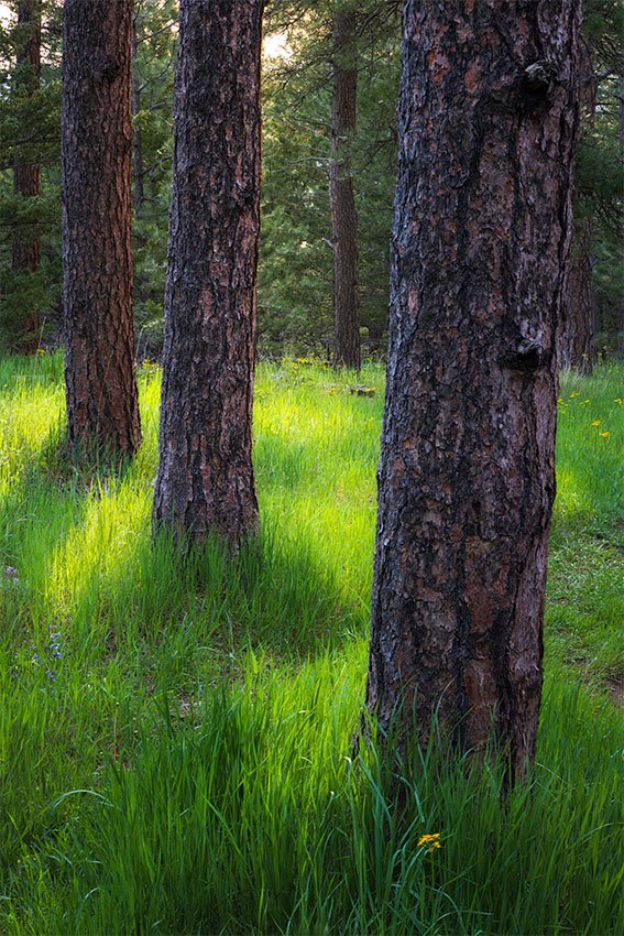 Ponderosa Pine Forest in Spring