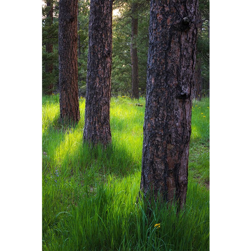Tall pine trees cast long shadows through lush green spring grass in a Colorado forest near Boulder.
