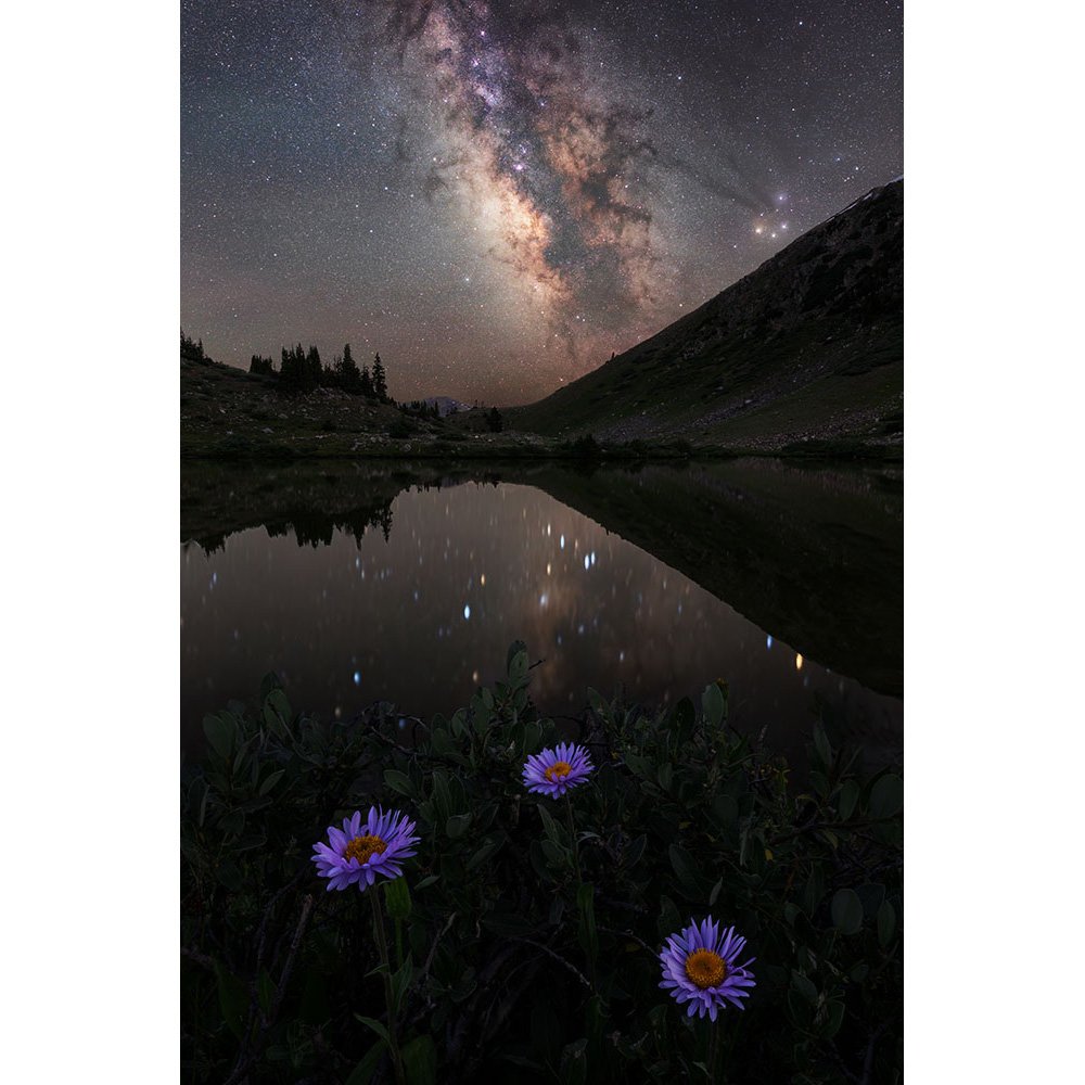The Milky Way reflecting in an alpine lake at night, with purple aster wildflowers in the foreground.