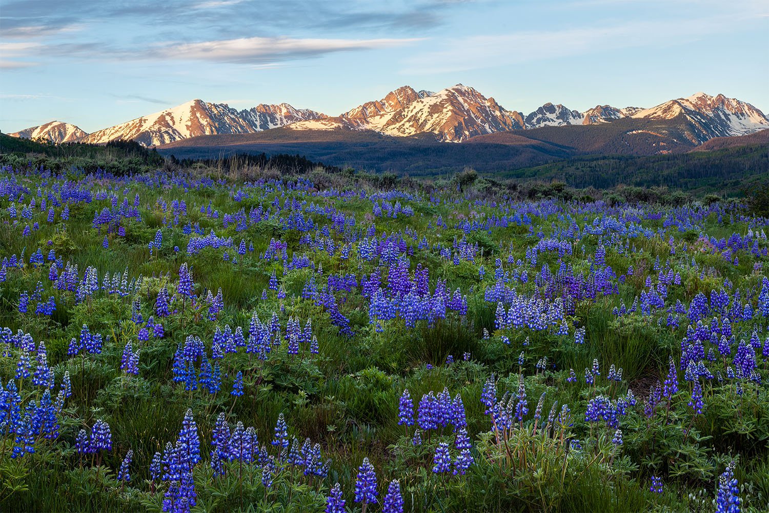 Summit-County-Colorado-Wildflowers.jpg