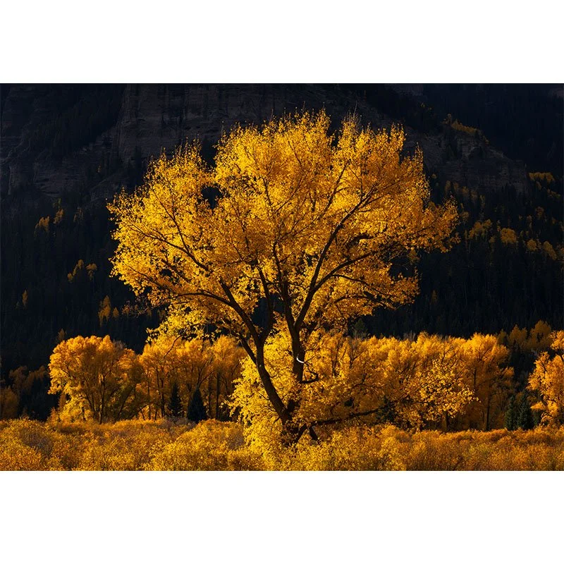 A large cottonwood tree glowing in peak golden fall color, standing against a dark forested backdrop in the San Juan Mountains of Colorado.