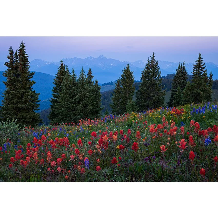 Wildflowers of the Holy Cross