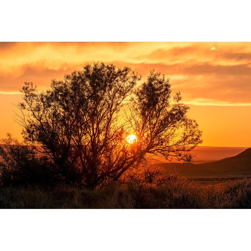 Montana sunset with golden light shining through the silhouette of a desert willow tree on the open plains under an orange sky.