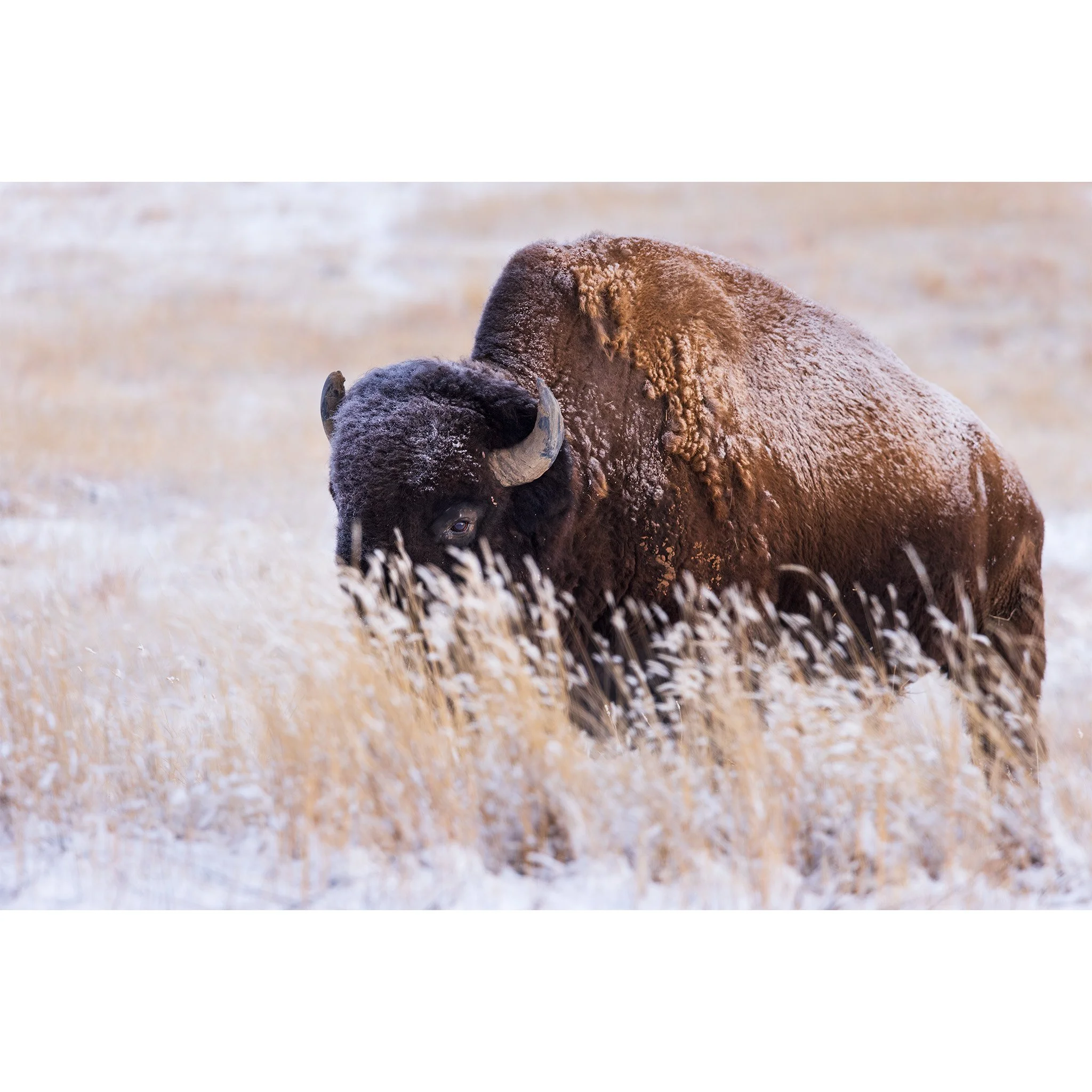 Colorado-Bison-Images-Photo-Prints-For-Sale.jpg