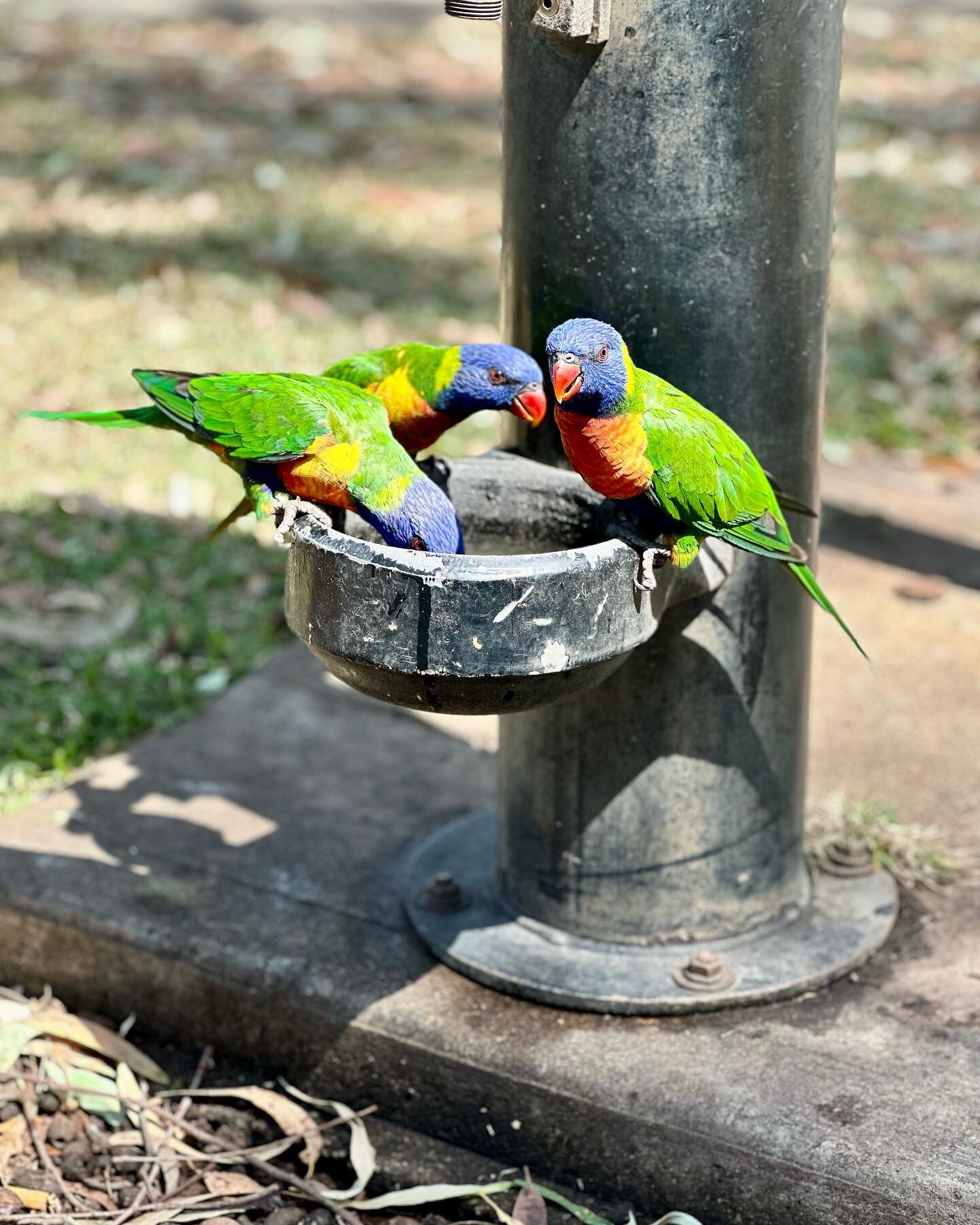 Rainbow Lorikeets, Moranbah, Central Queensland