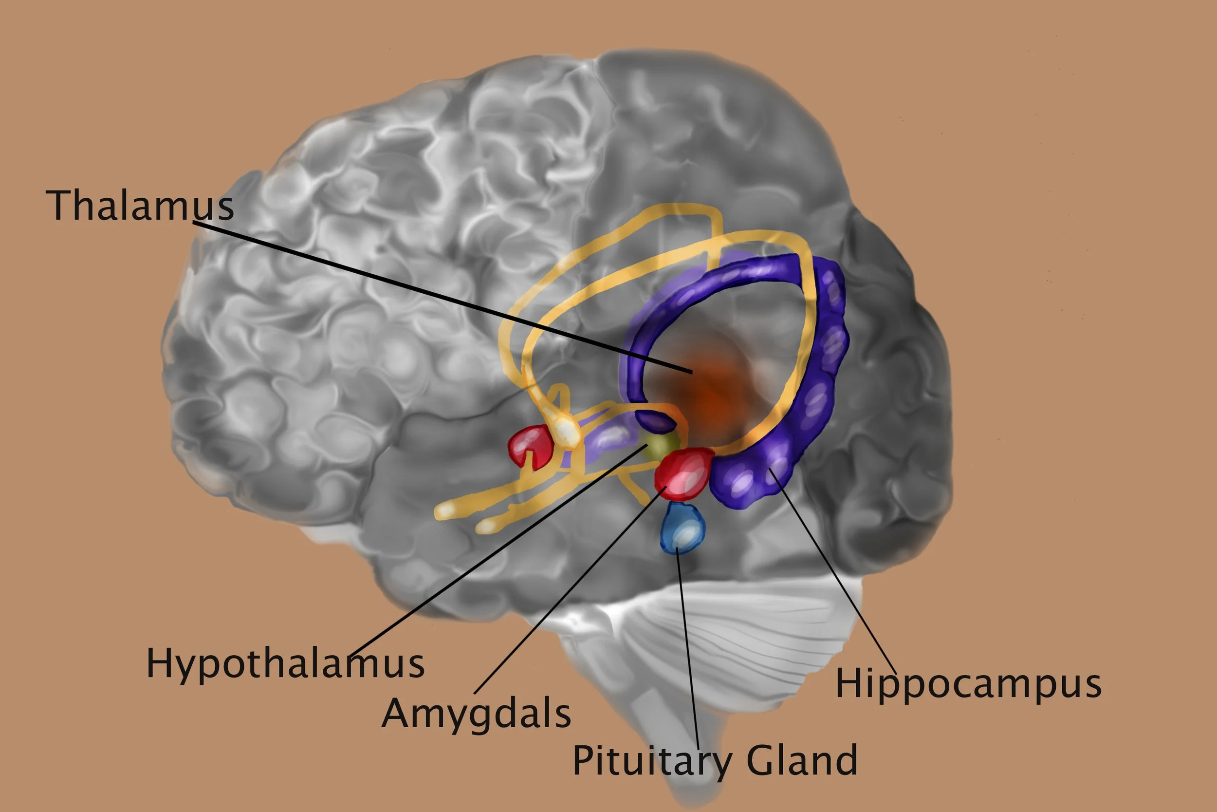 This image shows several brain parts like the hippocampus.
