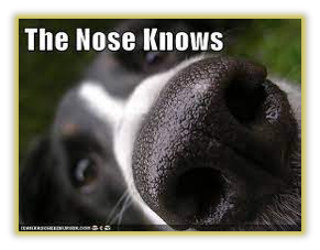 A picture of a dog with their snout in the camera saying "the nose knows."