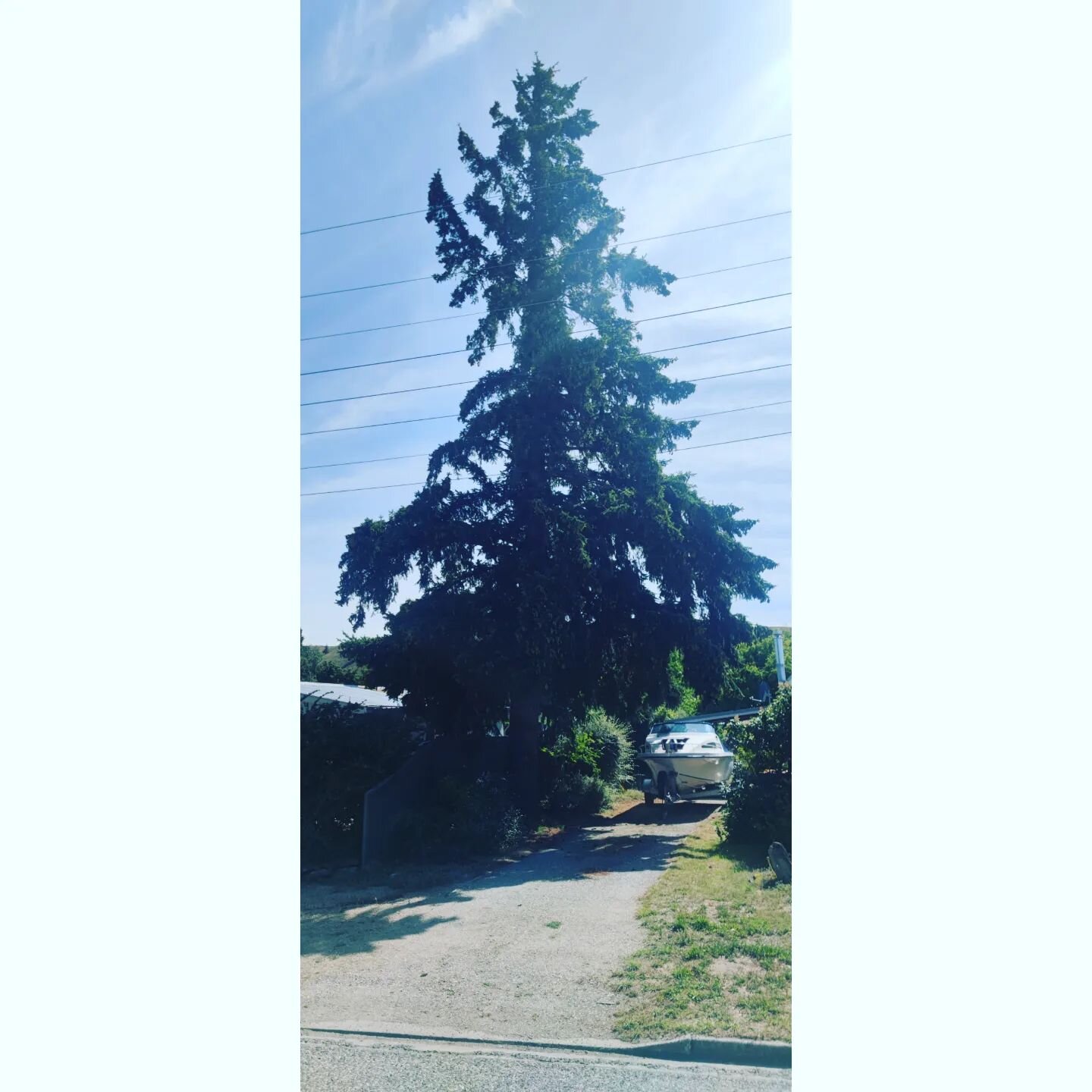 Removing a Douglas Fir over a fence that has got too big for a small garden.@tree_central
#stihlbattery #msa220tco #ms500i #removals #douglasfir #hansac60 #hansa