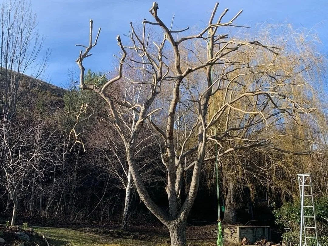 Arborist tree pruning in Tasman