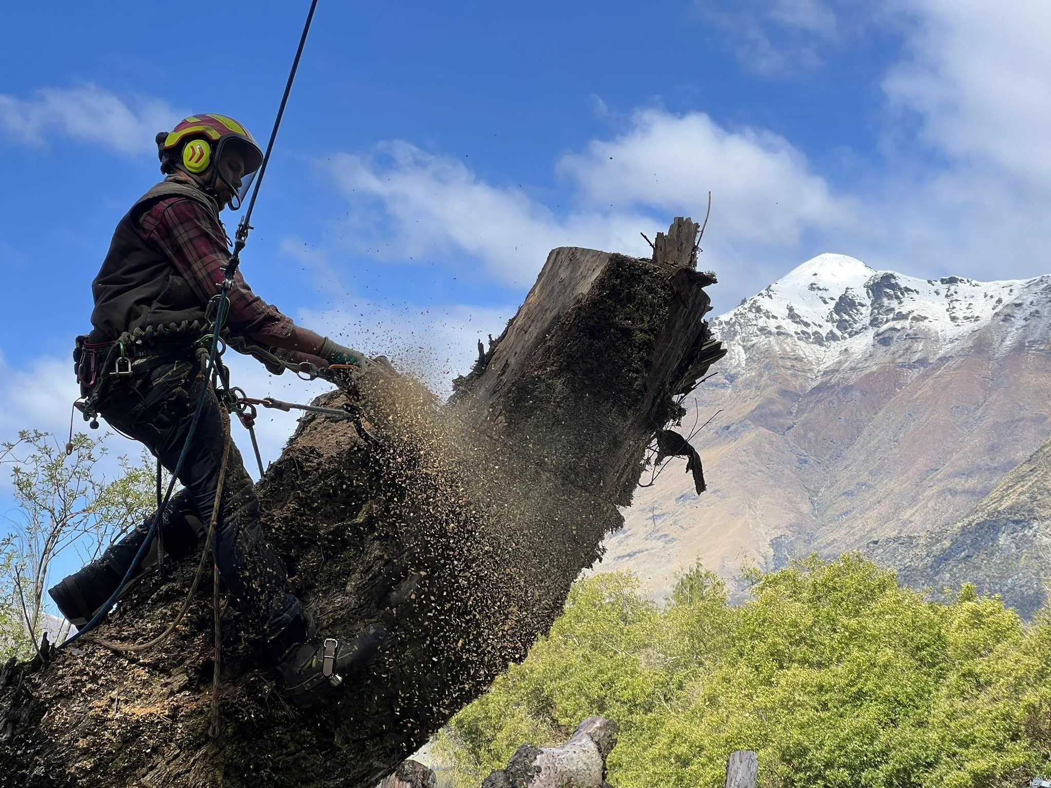 Arborist removing a large tree in Motueka