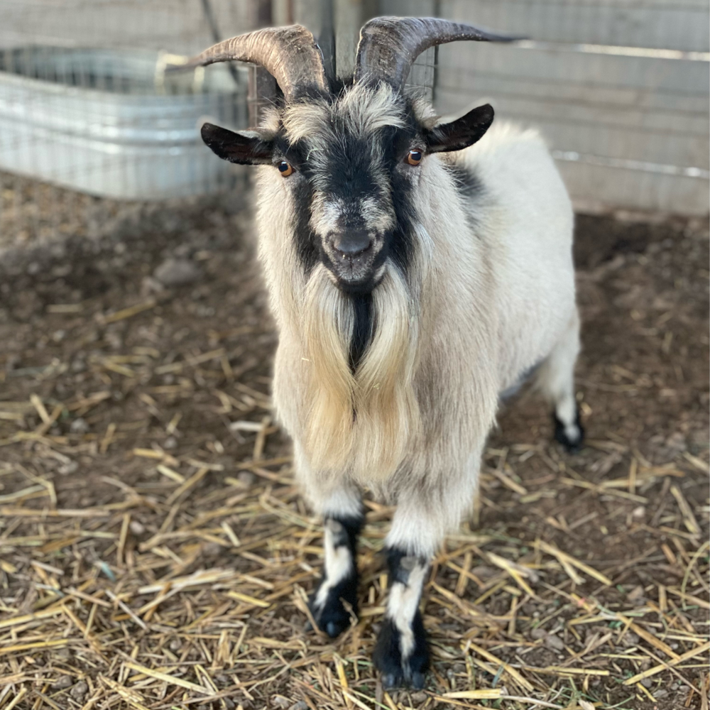 Goats  Farm Animals - Farm Sanctuary